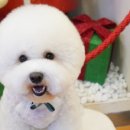 부사애견