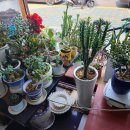 장안멸치국수 이미지