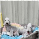 키티앤퍼피 | 부산애견미용 키티앤퍼피에서의 특별한 경험