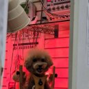 더독동물병원 이미지