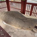 영천 보성리 암각화 이미지