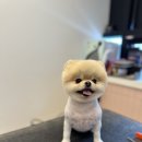 커비동물병원 | 강남대형동물병원 vip동물의료센터 청담 퇴원 및 의료비 얼마 나왔을까? 내 아들 딸 주치의 커비동물병원!
