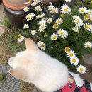금산홍삼천하 | [블챌일기] 이웃님들과 소통하는 일상