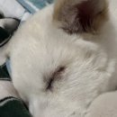 제주24시숨동물의료센터