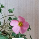 사랑초 wheat 딸기크림 이미지