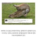 마라토끼