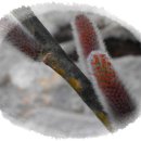 멋내는 강아지 이미지