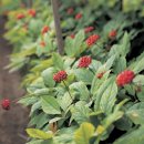 경옥채한약국 이미지