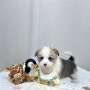 독스캣강아지고양이