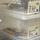 희귀반려동물샵에픽 | [장소기록] 게코 크레용 🦎｜희귀 모프를 만날 수 있는 게코크레용 방문 후기(성북구 게코 분양샵)