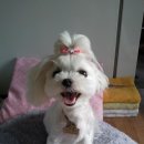 콧대높은 개 이미지