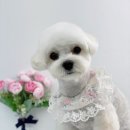 단비네 애견미용 이미지