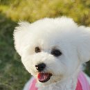 강아지 옷 만들기 이미지