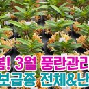 봄봄봄! 3월 풍란관리 요령과 초특가! 착한풍란 보급종 전체&amp;난자재 (수태 토분.맥분 수태망.봉.영양제.살충제.명품도감) 이미지