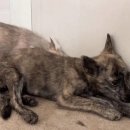 역전와우2게임장 | 노을뷰에 반하고, 강아지에 또 반한 견생역전 브라운 입양카페