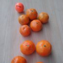 동백농장 이미지