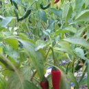 기특이네 농장 이미지