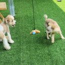 예쁘개 미용할개 이미지