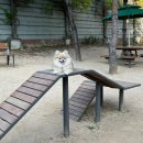 뛰뛰 강아지 놀이터 이미지