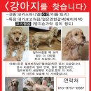 코카 이미지