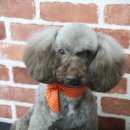 초코퍼피 애견미용실 이미지