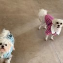 슈라즈하우스 이미지