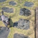 은해사 벚꽃길 이미지