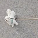 개털깍는 사랑이네 이미지