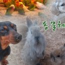 강릉아기동물농장 이미지