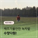 see more sea C | 제주가볼만한곳 녹차밭이 예쁜 수망다원