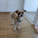 동송애견샵 이미지