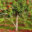 과일중의 으뜸 미인 "사과" 이미지