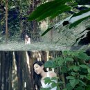 청정수풀 이미지