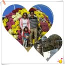 점애농장 | 사과대추 (왕대추) 판매 kg 20,000원