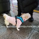 요미 펫택시 이미지