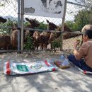 일구사슴농장 이미지