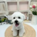 더 귀엽개 이미지