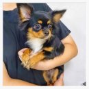 컴투펫 위탁보호센터 인천점 이미지