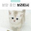 AMI PET 이미지