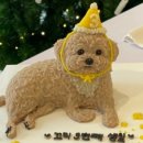 펫티시에 네이버블로그