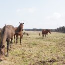 영빈횟집 이미지