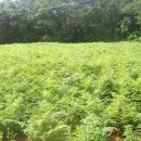 빛들마을 이미지