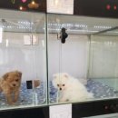 워킹퍼피 이미지