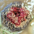 햇살왕만두 | 안양 삼막칡냉면 본점, 물냉면과 왕만두 맛집 후기