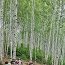 자작나무마을 이미지