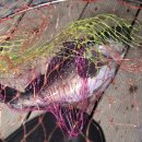 낭만물고기실내바다낚시터 | 영종도 천혜바다낚시터 방갈로 방류어종 시간 돌돔 참돔 우럭