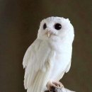 Cotton, the albino Eastern Screech Owl. 이미지