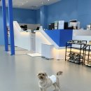 하랑이랑 애견카페 이미지