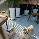 다솜 | (🐶 실내 동반 가능) 울산 북구 애견동반 베이커리카페 다솜 내돈내산 후기