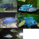 플라시도크로미스 페노칠루스(Placidochromis phenochilus) 이미지